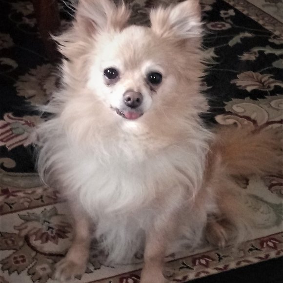 Meet your Posher, Isidore - Picture 2 of 5